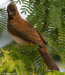 Pycnonotus barbatus