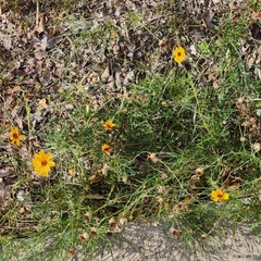 Thelesperma filifolium