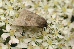 Oligia fasciuncula