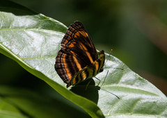 Pantoporia antara