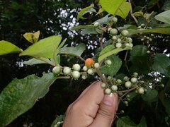 Lycianthes sideroxyloides