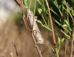 Melanoplus yarrowii
