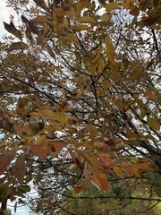Fraxinus americana