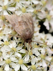 Oligia fasciuncula
