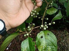 Lycianthes sideroxyloides