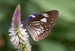 Euploea hewitsonii