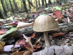Leccinum