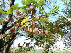 Pterocarpus rohrii