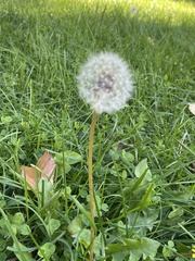 Taraxacum