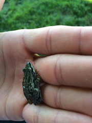 Pseudacris clarkii