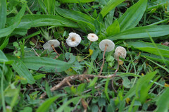 Crinipellis scabella