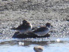 Calidris fuscicollis
