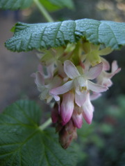 Ribes sanguineum glutinosum