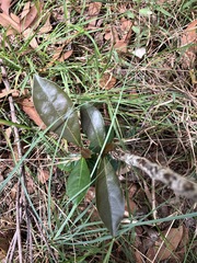 Glochidion ferdinandi