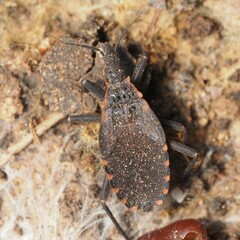 Triatoma