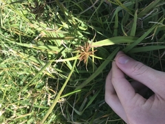 Cyperus congestus