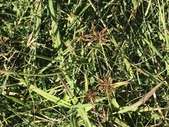 Cyperus congestus