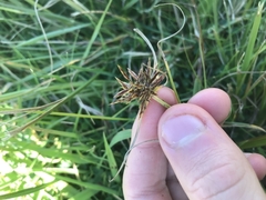 Cyperus congestus