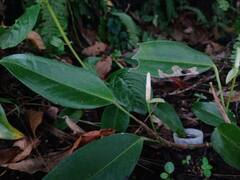 Anthurium scandens