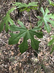 Brachychiton acerifolius