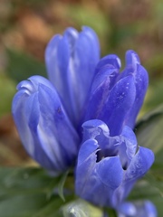 Gentiana saponaria