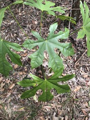 Brachychiton acerifolius