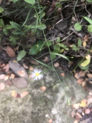 Symphyotrichum divaricatum