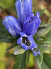 Gentiana saponaria