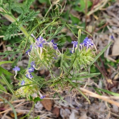 Verbena pulchella