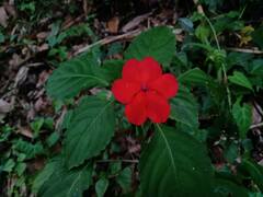 Impatiens walleriana