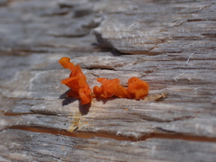 Dacrymycetaceae
