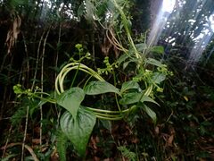 Valeriana scandens