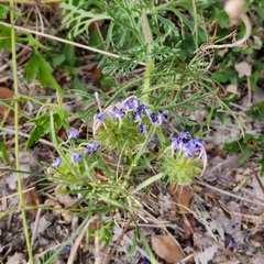 Verbena pulchella