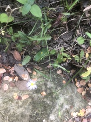 Symphyotrichum divaricatum