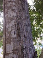 Albizia occidentalis