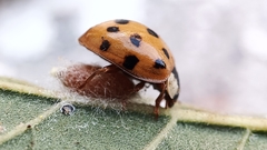 Dinocampus coccinellae paralysis virus