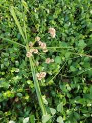 Cyperus entrerianus