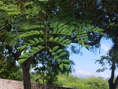 Albizia occidentalis