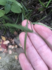 Symphyotrichum divaricatum