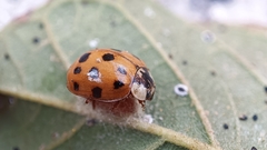 Dinocampus coccinellae paralysis virus