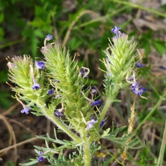 Verbena pulchella