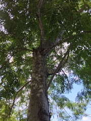 Albizia occidentalis