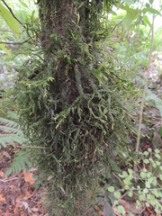 Plagiochila