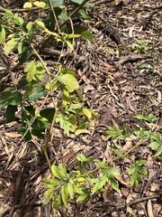 Solanum seaforthianum