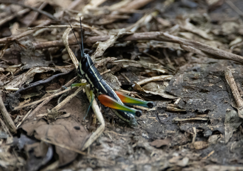 Chitaura ochracea
