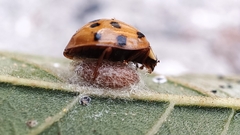 Dinocampus coccinellae paralysis virus