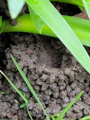 Engaeus