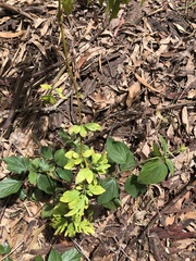 Solanum seaforthianum