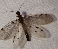 Archichauliodes guttiferus