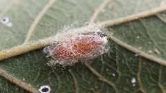 Dinocampus coccinellae paralysis virus